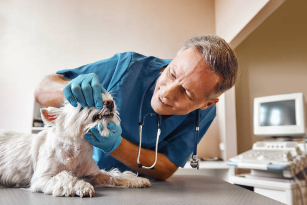 Best Same-Day Emergency Dental Services in Scott City, KS